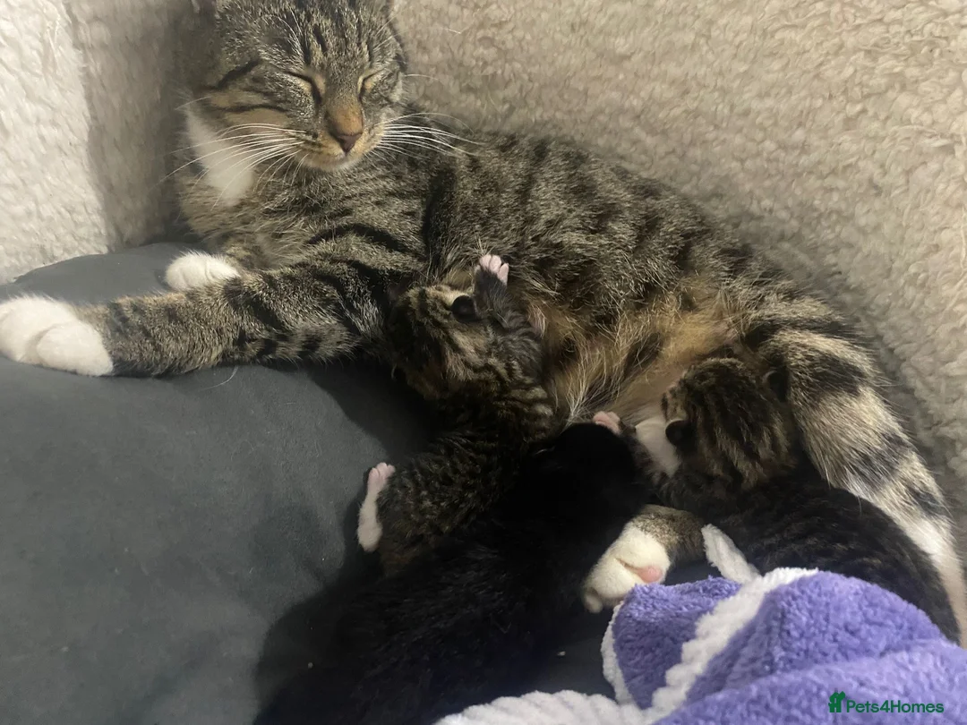 British Shorthair cats for sale: 3 beautiful males ready to go! in Wokingham - Advert 5