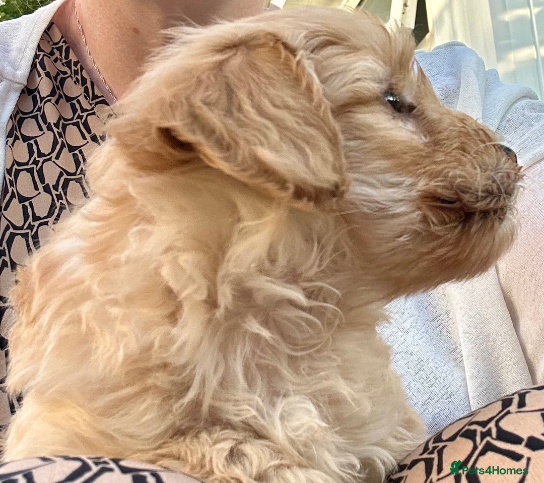 Maltipoo dogs for sale: Two cuddly little maltipoo boys - Image 5