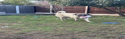 Turkish Kangal dogs for sale: Turkish kangal - Advert 9