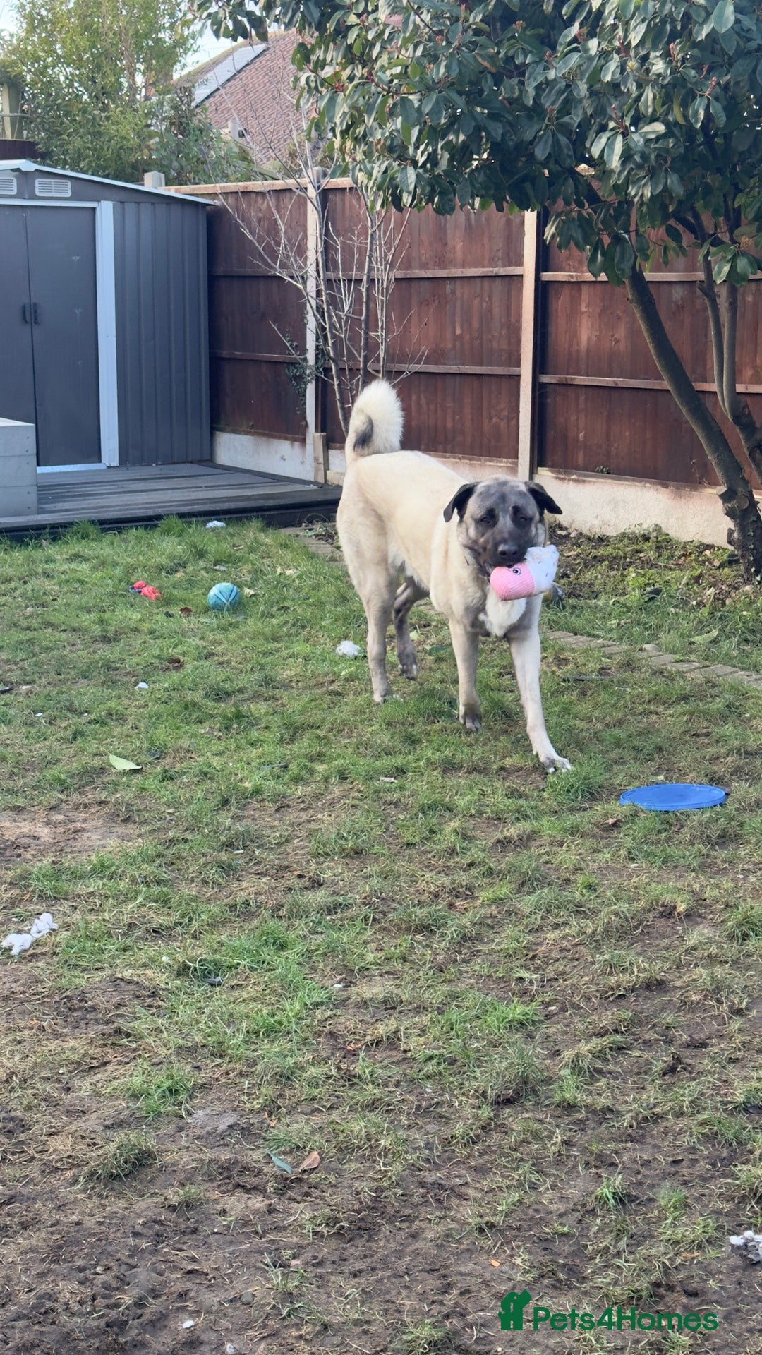 Turkish Kangal dogs for sale: Turkish kangal - Advert 9