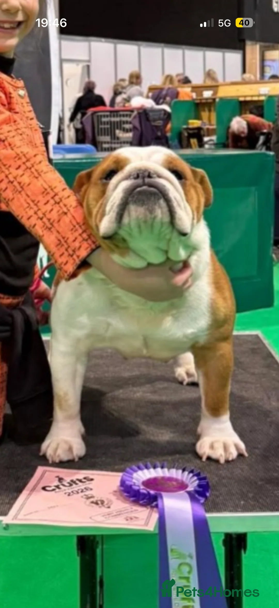English Bulldog dogs for sale: STUNNING BOY SEEKS HOME - Advert 6