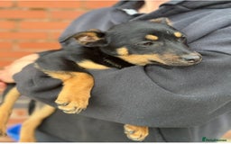 Australian Kelpie dogs for sale: Australia kelpies  - Image 2