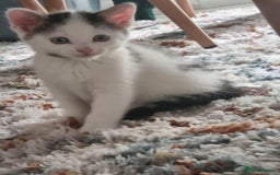 Domestic Shorthair cats for sale: 4 lovely kittens ready to join a new family - Image 4