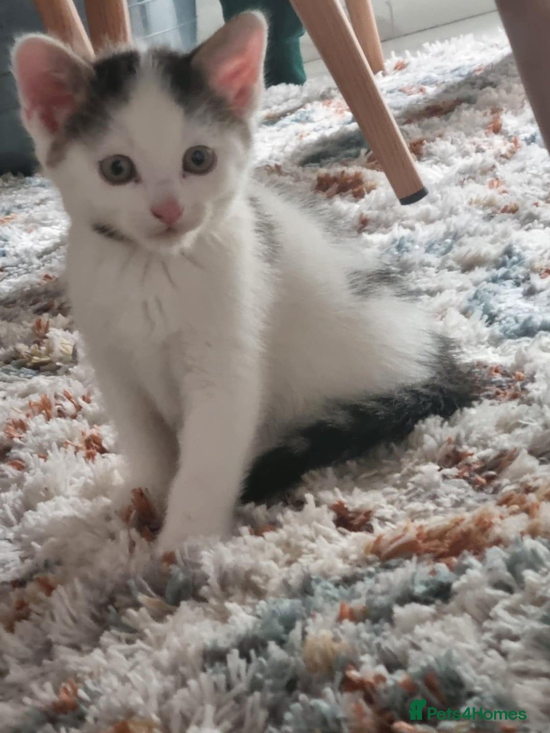 Domestic Shorthair cats for sale: 4 lovely kittens ready to join a new family - Image 4