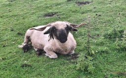 Sheep livestock for sale: Valais Blacknose Starter flock for sale  - Image 3