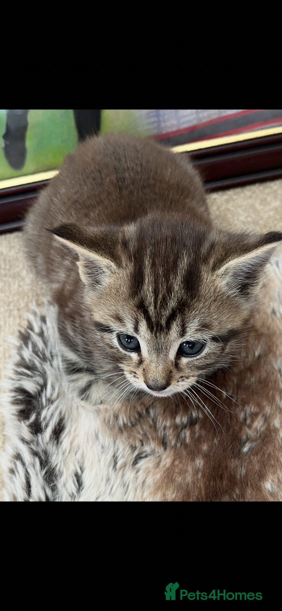 British Shorthair cats British Shorthair cross Kittens - Advert 11