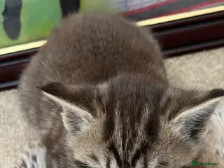 British Shorthair cats British Shorthair cross Kittens - Advert 11