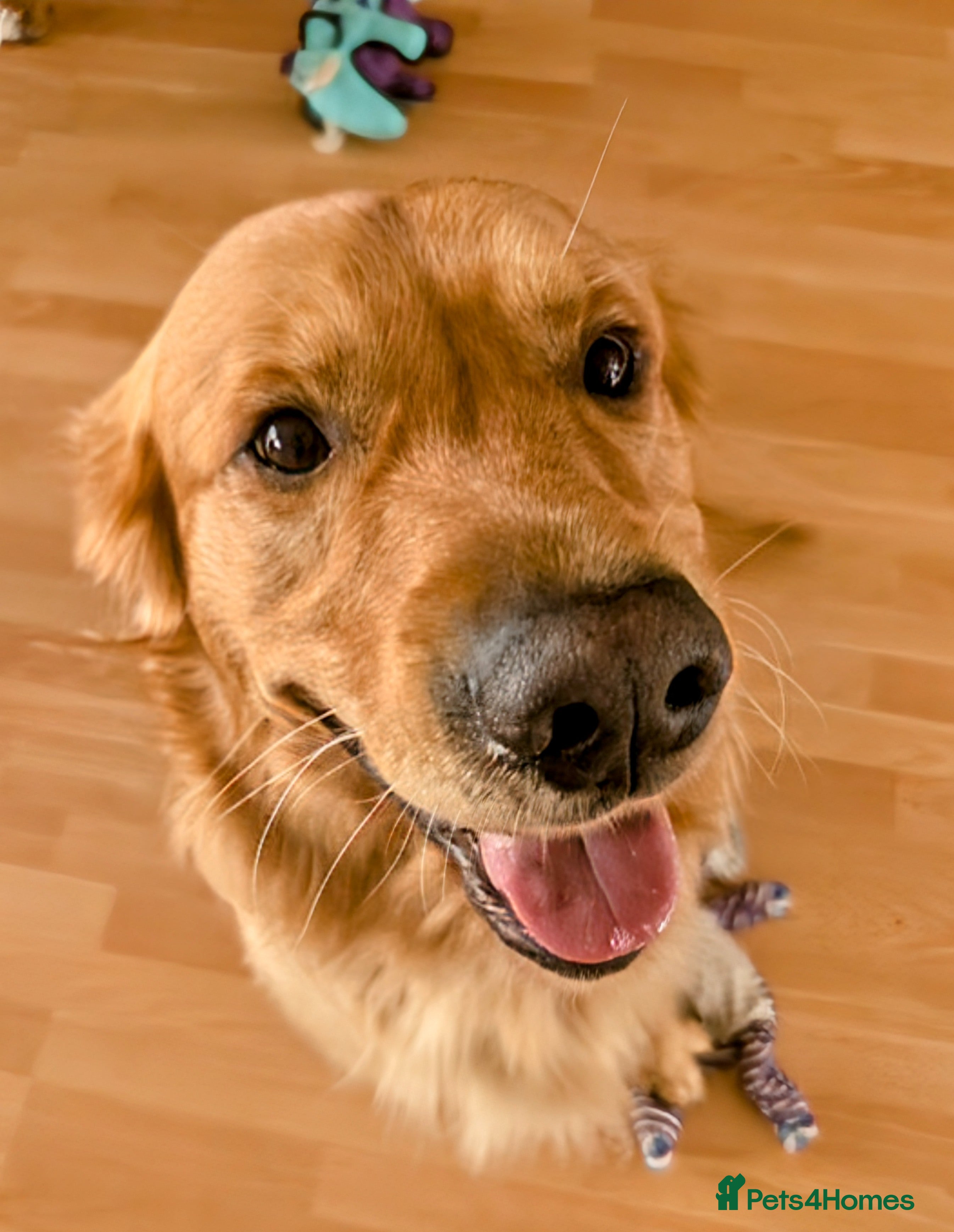 Bruno