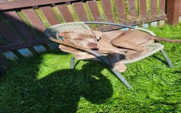 Mixed Breed dogs for sale: Cane corso cross old tyme bulldog puppys  - Image 3