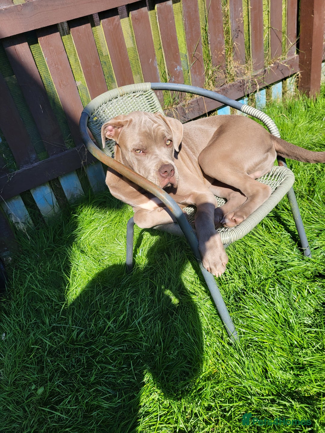 Mixed Breed dogs for sale: Cane corso cross old tyme bulldog puppys  - Image 3