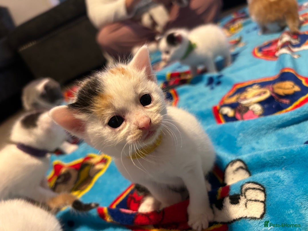 Mixed Breed cats for sale: 11 beautiful kittens  - Image 17