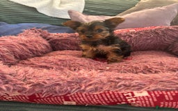 Yorkshire Terrier dogs for sale: Stunning Yorkshire terriers - Image 28