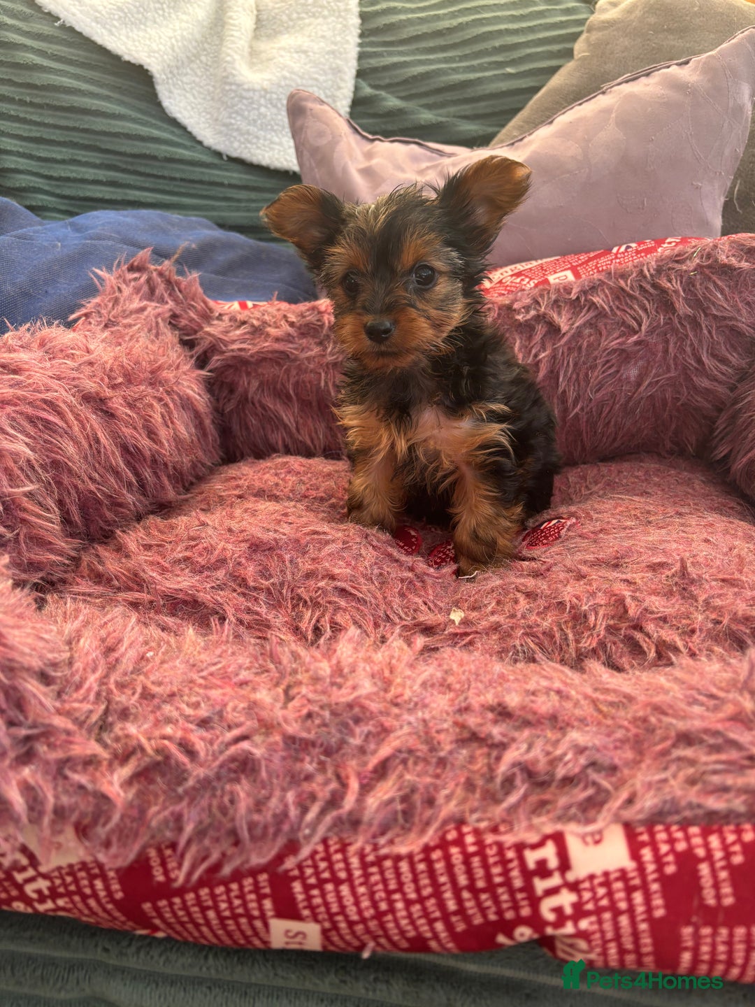 Yorkshire Terrier dogs for sale: Stunning Yorkshire terriers - Image 28