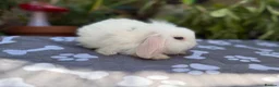 Mini Lop rabbits for sale: X8 baby Mini lop boys  - Advert 12