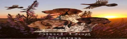 German Shorthaired Pointer dogs for sale: German shorthaired pointer  in Preston - Advert 3