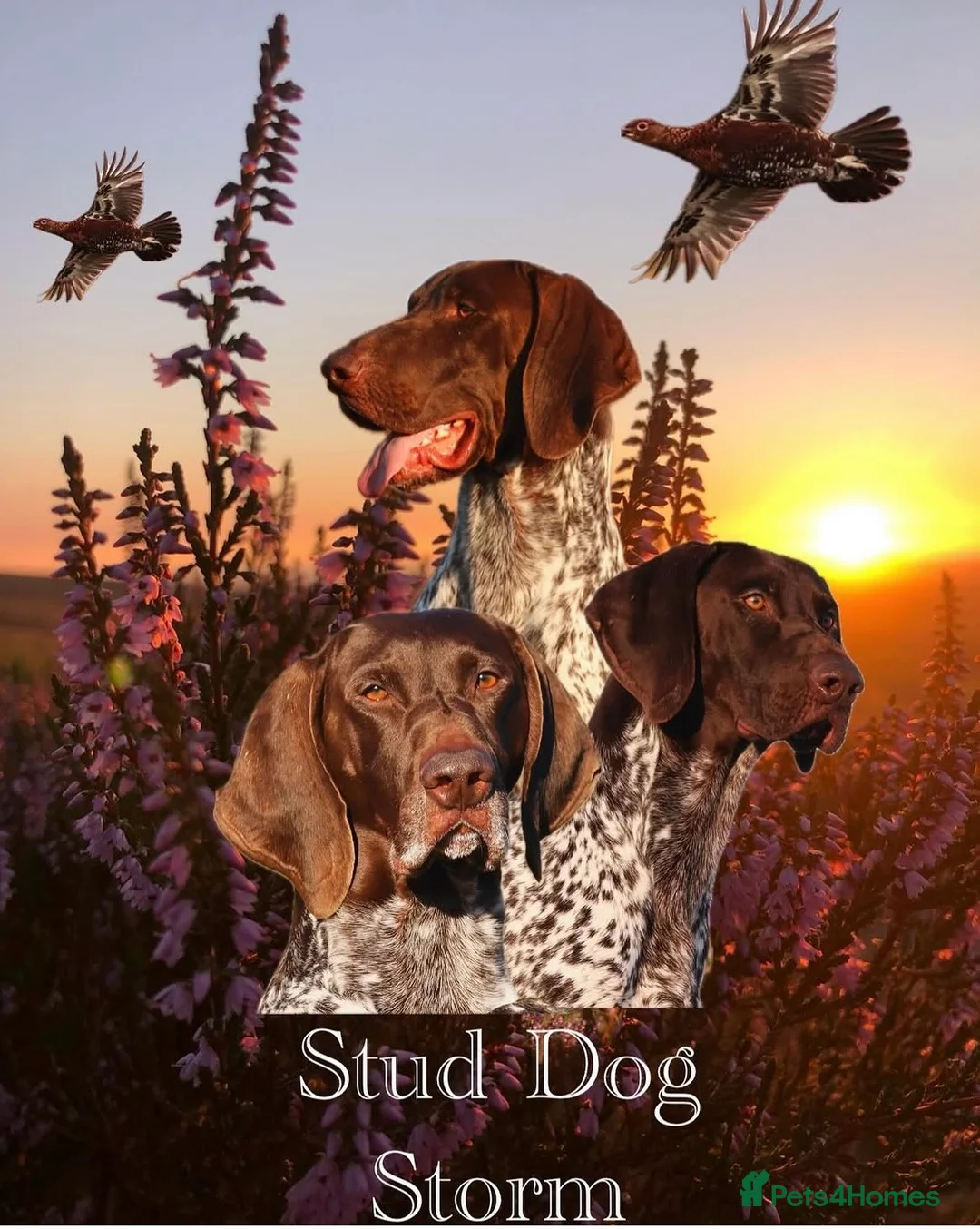 German Shorthaired Pointer dogs for sale: German shorthaired pointer  in Preston - Advert 3