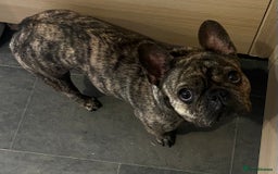 French Bulldog dogs for sale: Beautiful female Frenchie  - Image 4