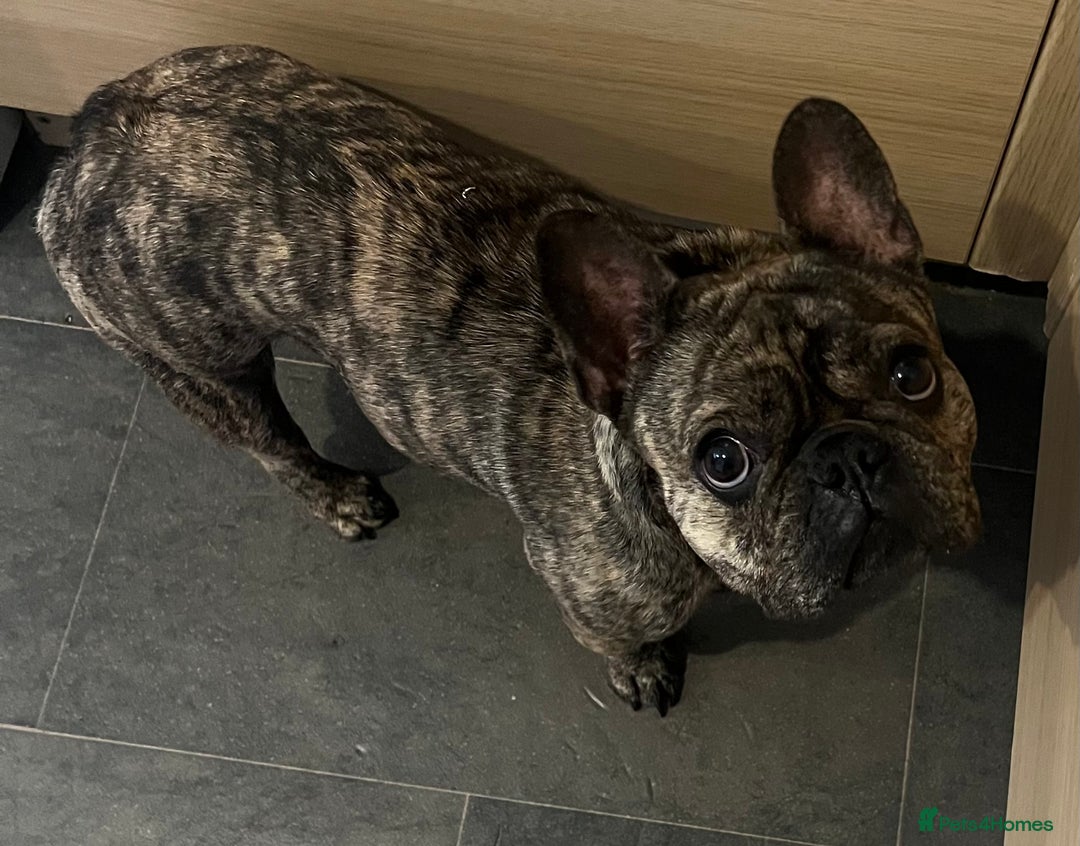 French Bulldog dogs for sale: Beautiful female Frenchie  - Image 4