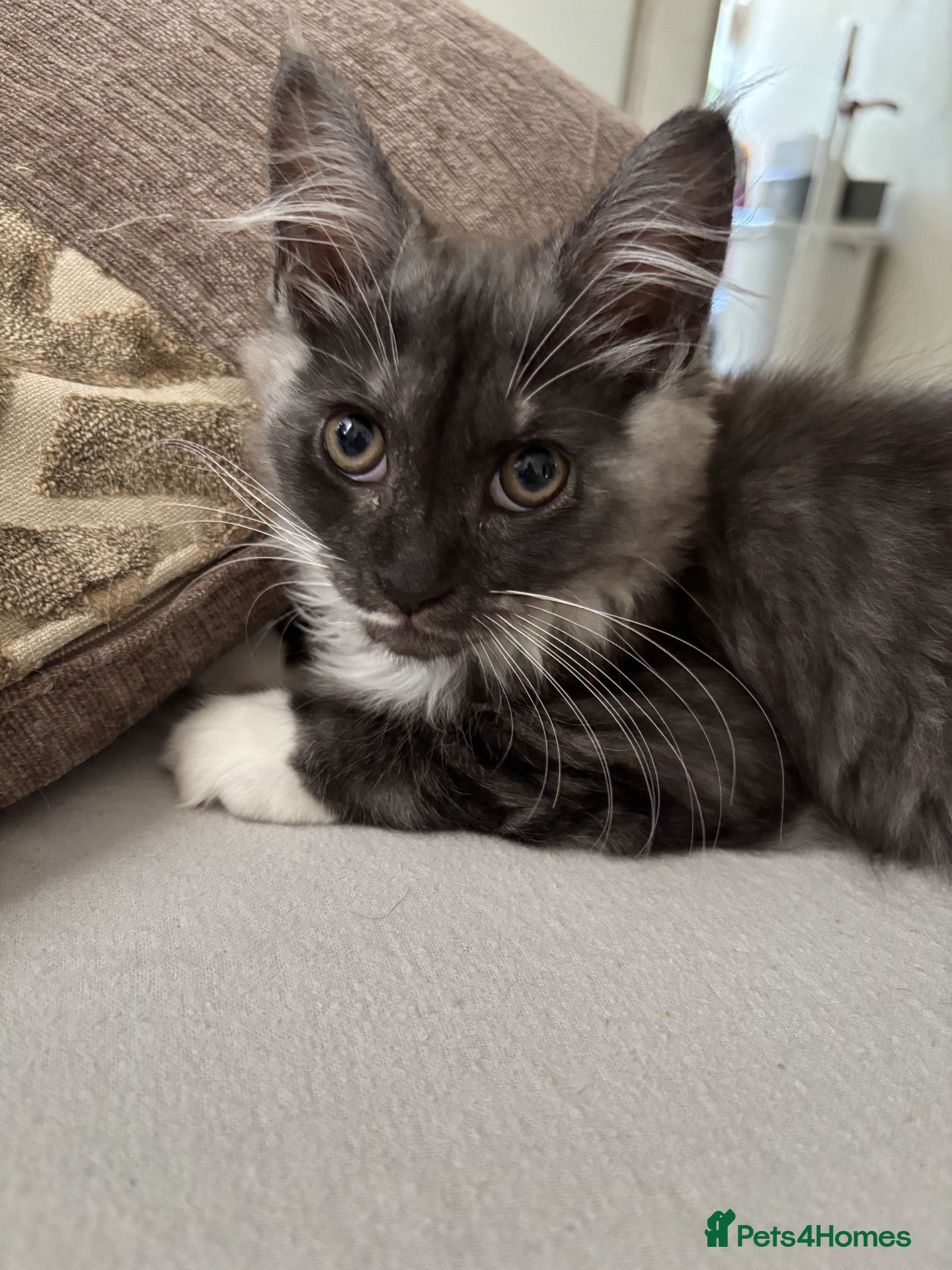 Maine Coon cats Mine coon cross ready to new home  - Advert 2