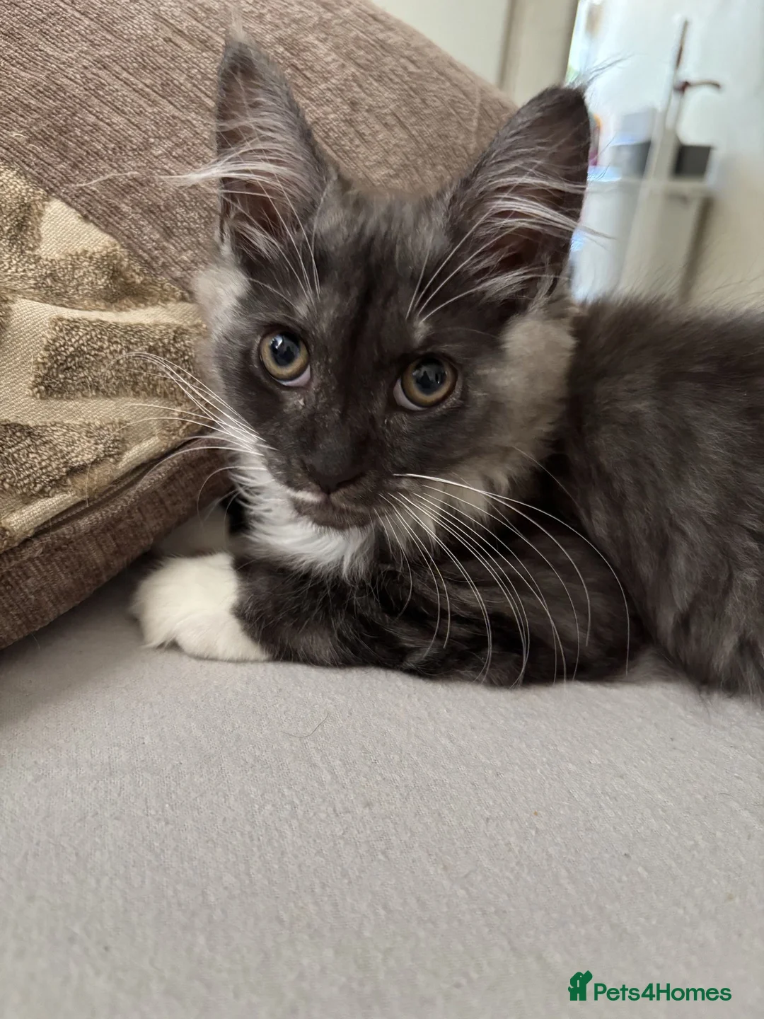 Maine Coon cats for sale: Mine coon cross ready to new home  - Advert 1