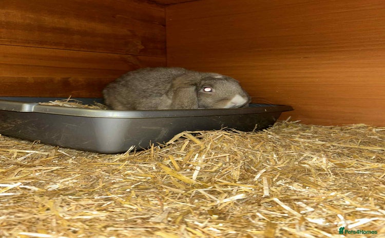Mini Lion Lop rabbits Male and female mini lop - Advert 1