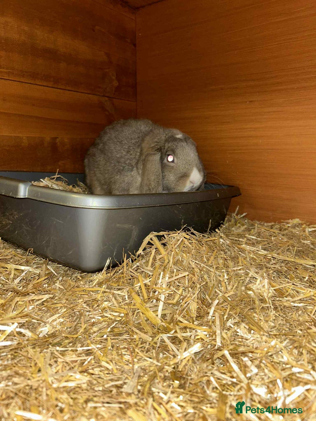 Mini Lion Lop rabbits for sale: Male and female mini lop - Advert 1