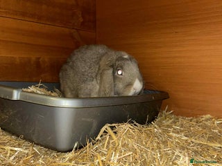 Mini Lion Lop rabbits for sale: Male and female mini lop - Advert 1