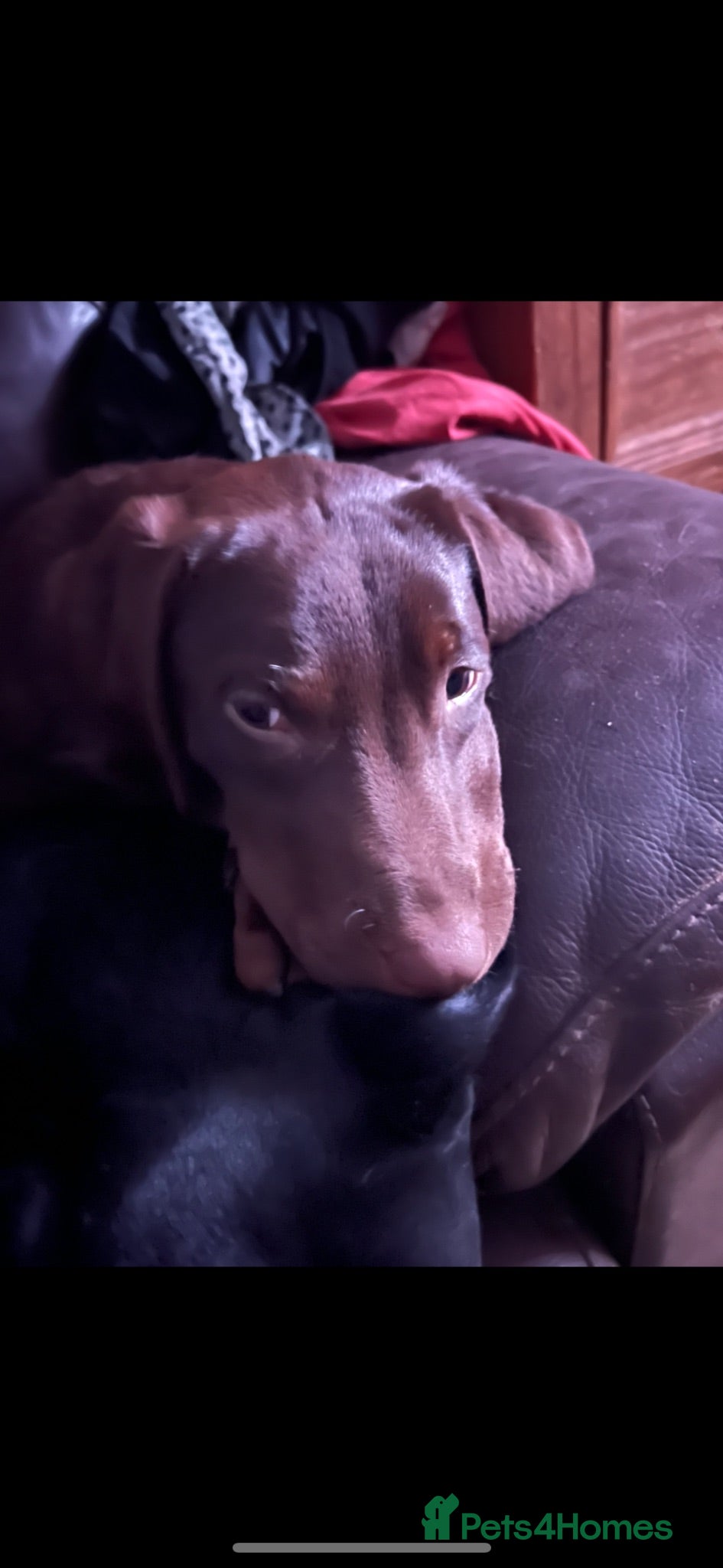 Labrador Retriever dogs Beautiful Female Chocolate Lab  - Advert 10