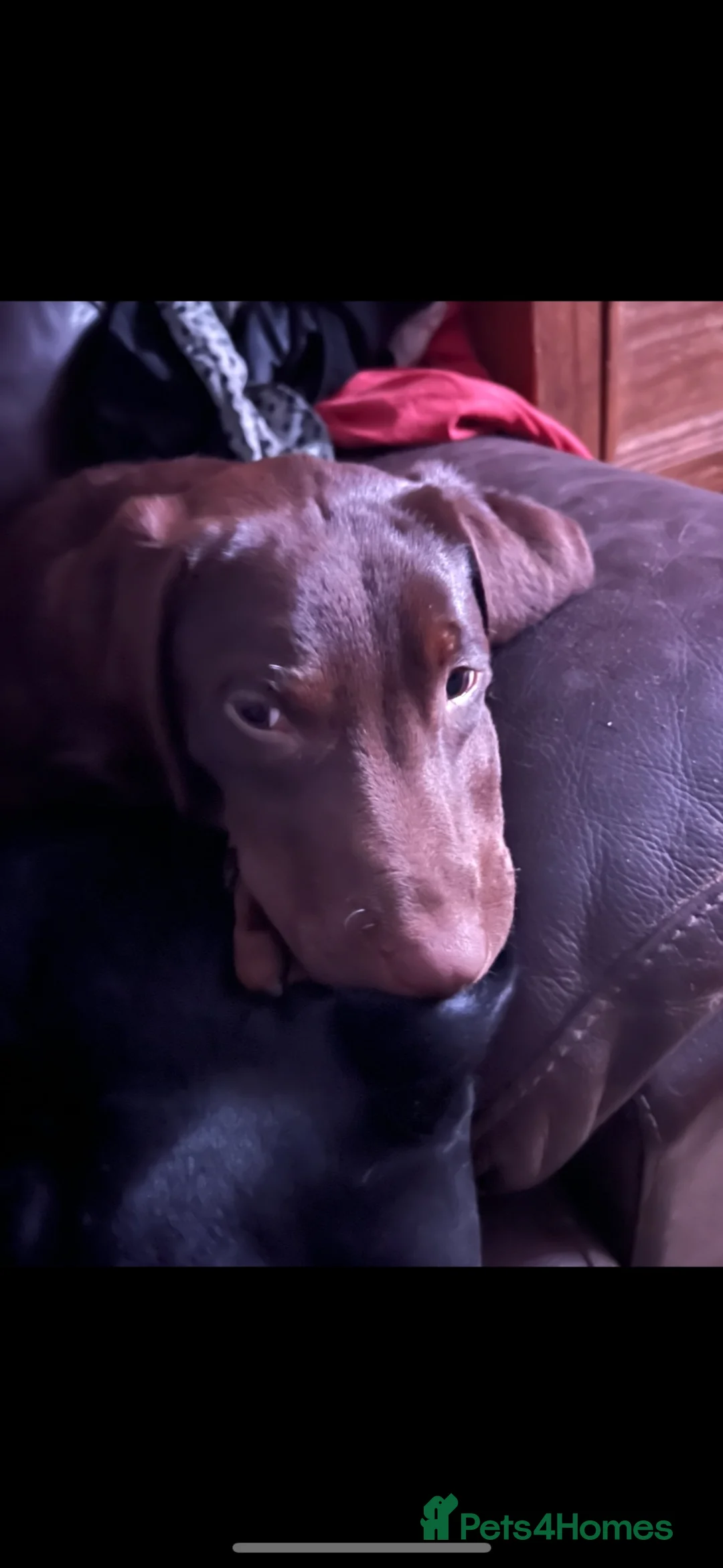 Labrador Retriever dogs for sale: Beautiful Female Chocolate Lab  - Advert 1