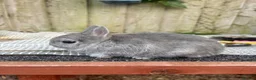 Netherland Dwarf rabbits for sale: Netherland dwarf squirrel Buck  - Advert 1