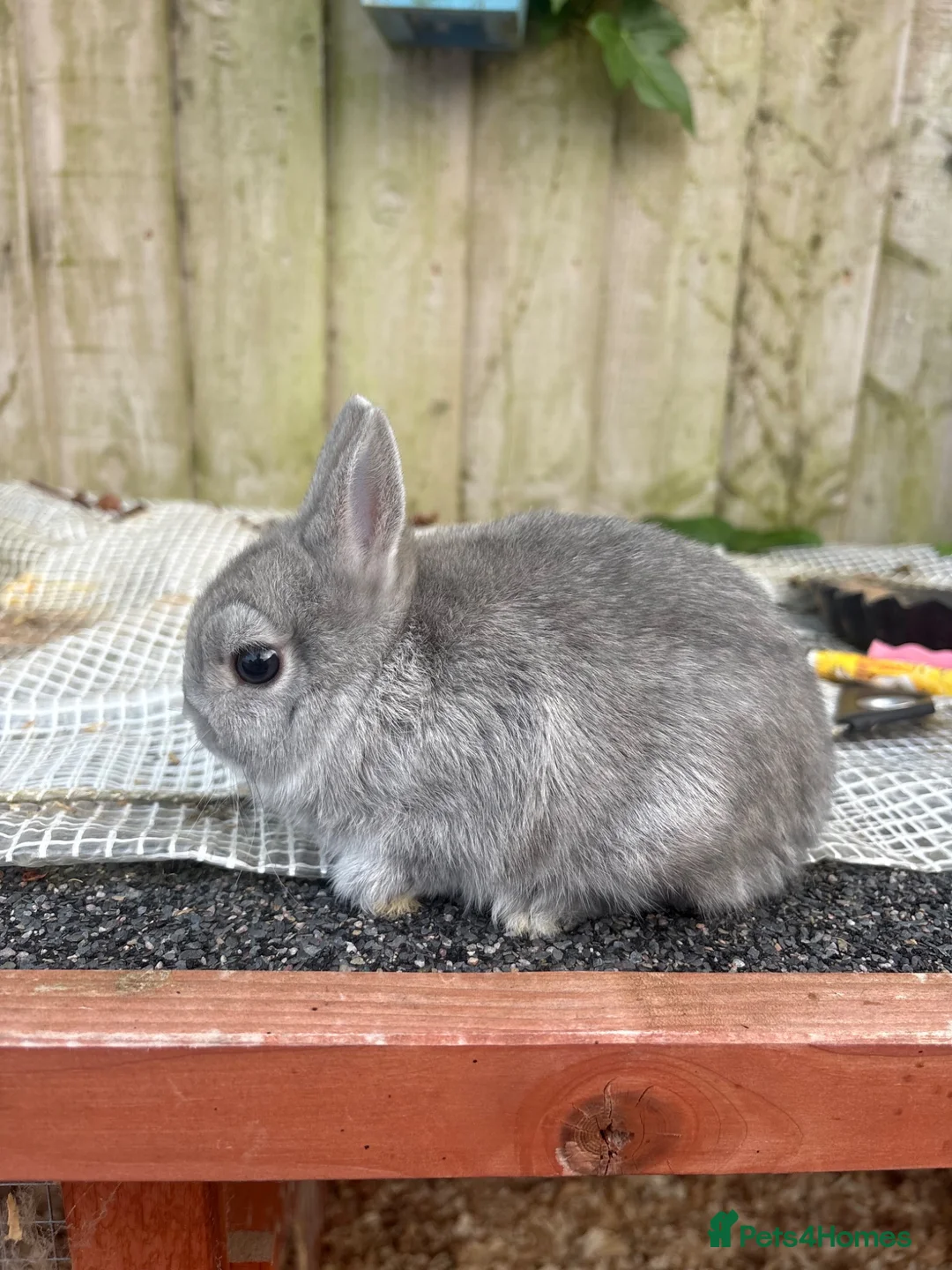 Netherland Dwarf rabbits for sale: Netherland dwarf squirrel Buck  - Advert 1