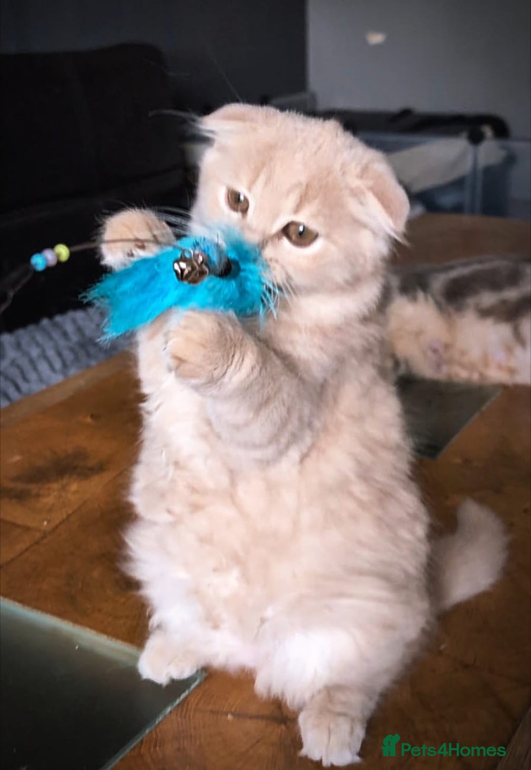 Scottish Fold cats for sale: 💙FAWN TICA active for BREEDING 🩵 Scottish Fold❣️ - Image 10