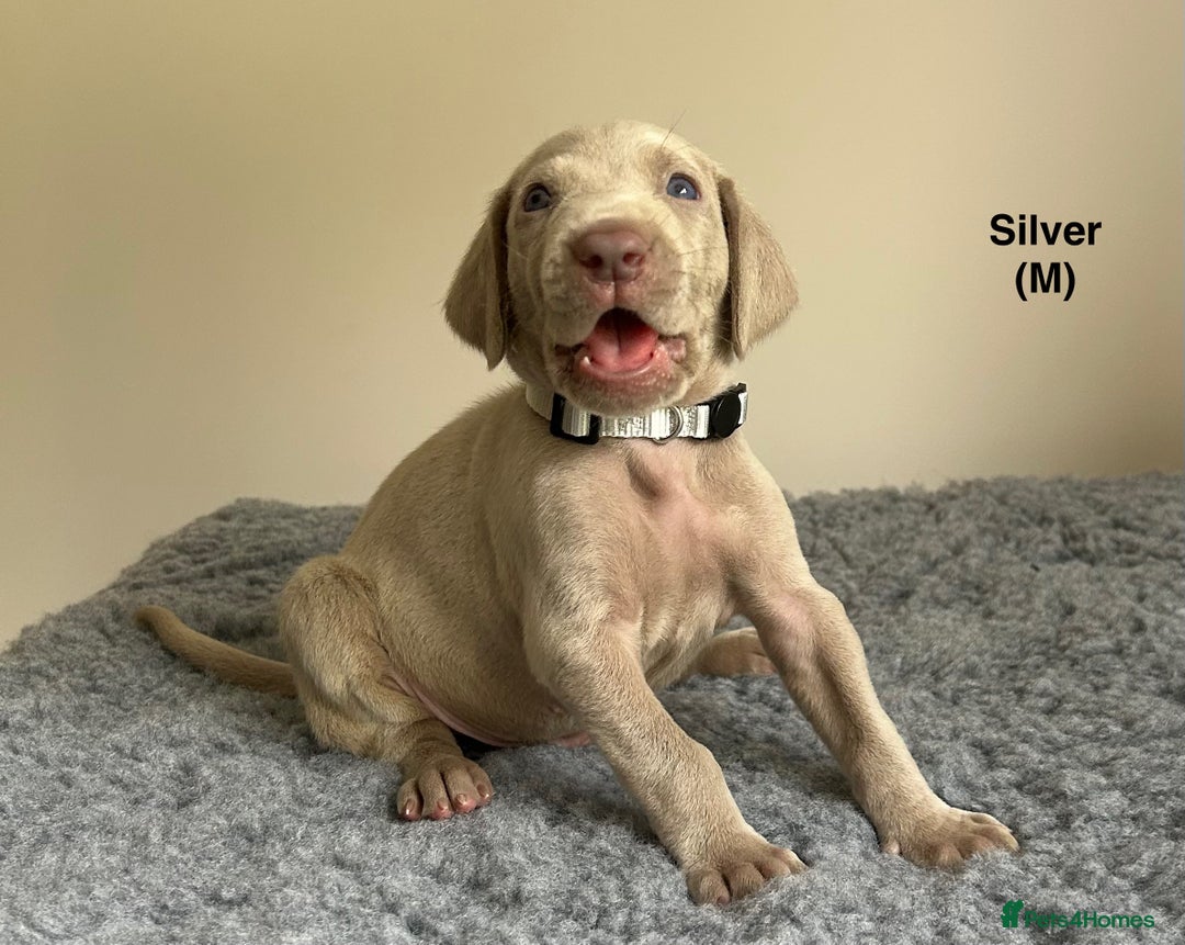 Weimaraner dogs for sale: Exceptional litter of Weimaraner puppies  - Image 16