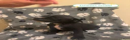 Mixed Breed dogs for sale: Beautiful mixed breed puppies - Advert 14