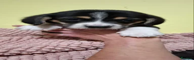 Mixed Breed Puppy 4