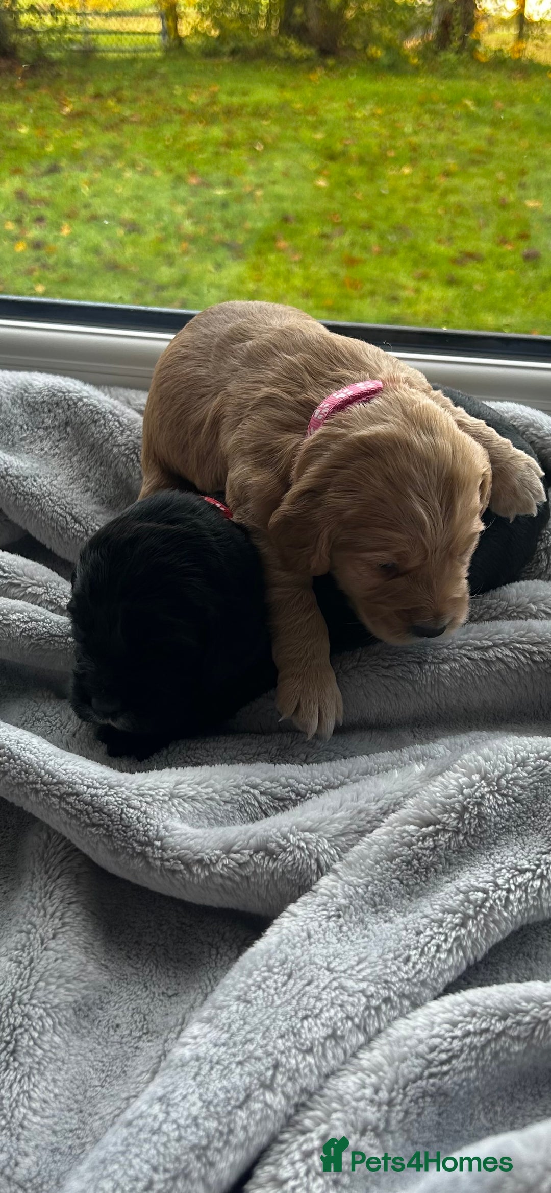 Cocker Spaniel dogs for sale: ✨ Cuddles Await from our Cocker Spaniel Pups  - Image 8