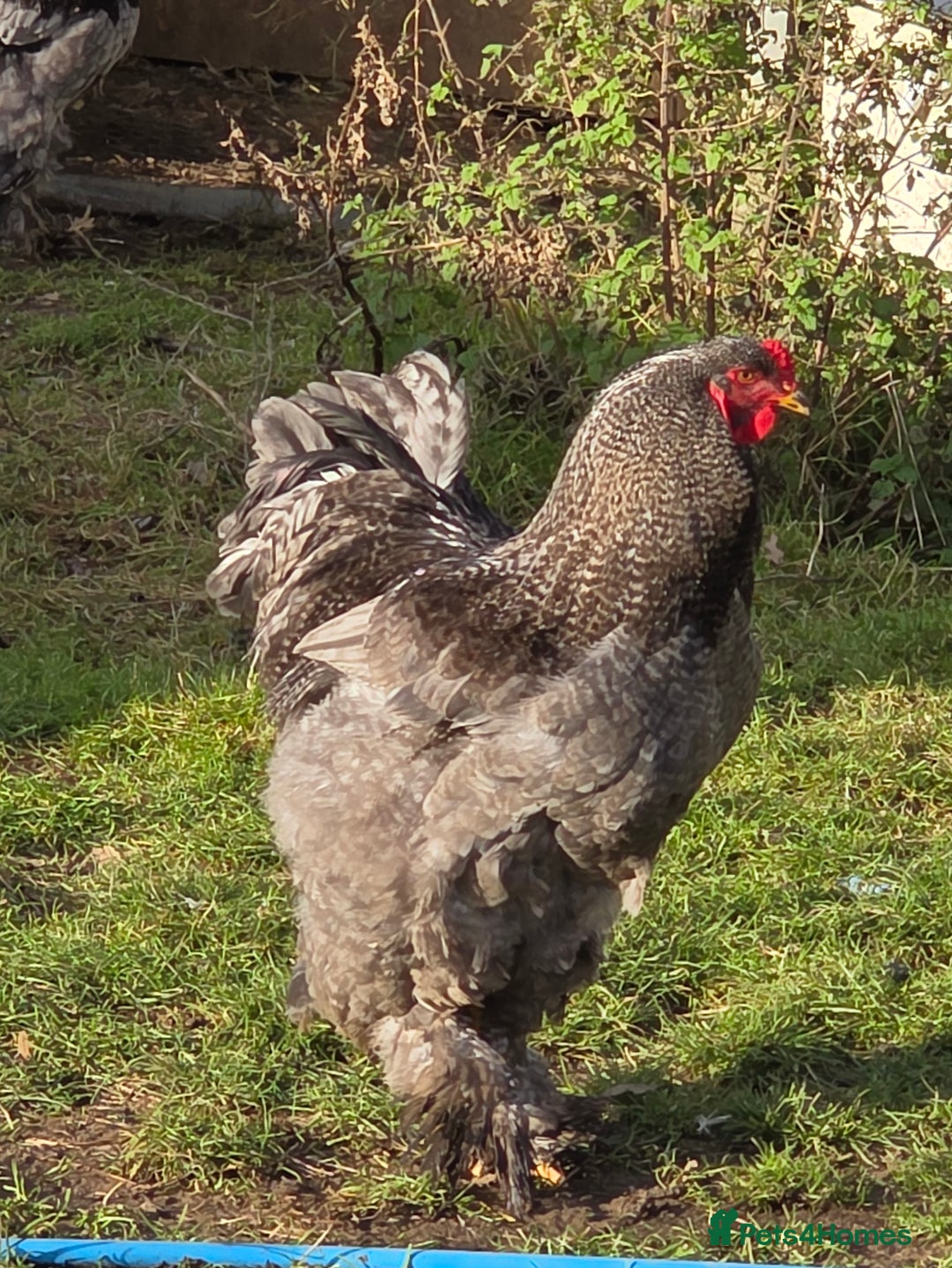 Chickens poultry for sale: Stunning Brahma's - Advert 3