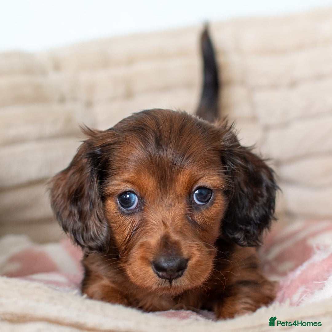 Miniature Dachshund dogs for sale:  Miniature Long-Haired Dachshund Puppies–Red Merle - Advert 6