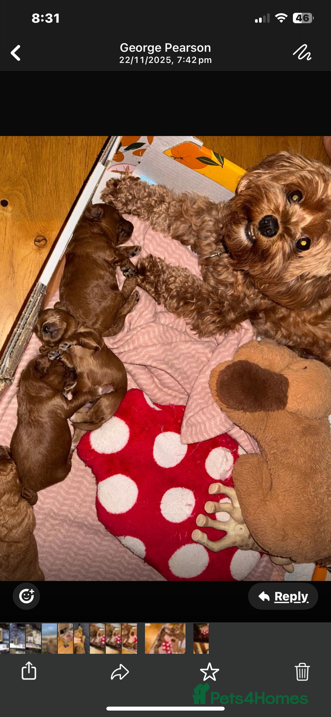 Cavapoo dogs for sale: F1B Toy Red Cavapoos for Sale - Advert 17