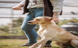 Labrador Retriever dogs for stud: KC reg Labrador for Stud - Image 1