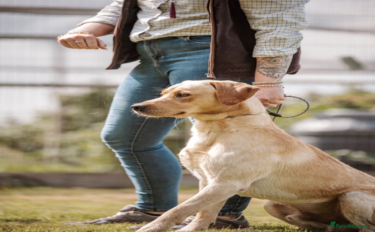 Labrador Retriever dogs - Advert 2