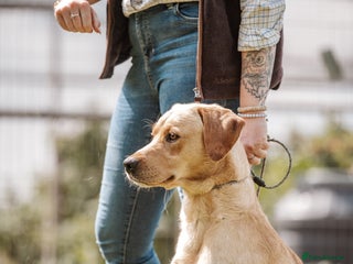 Labrador Retriever dogs - Advert 37