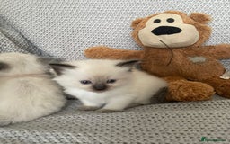 Ragdoll cats for sale: GCCF Ragdoll Kittens - Image 29