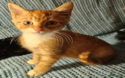 Mixed Breed cats for sale: Kittens for sale - Image 9