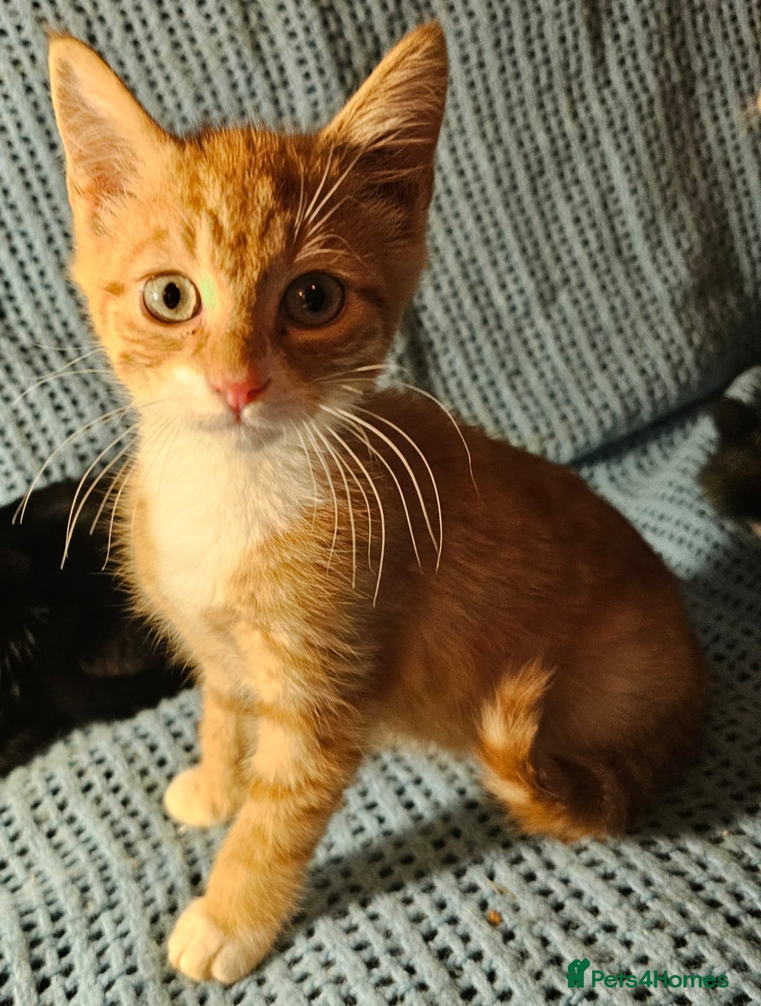Mixed Breed cats for sale: Kittens for sale - Image 9