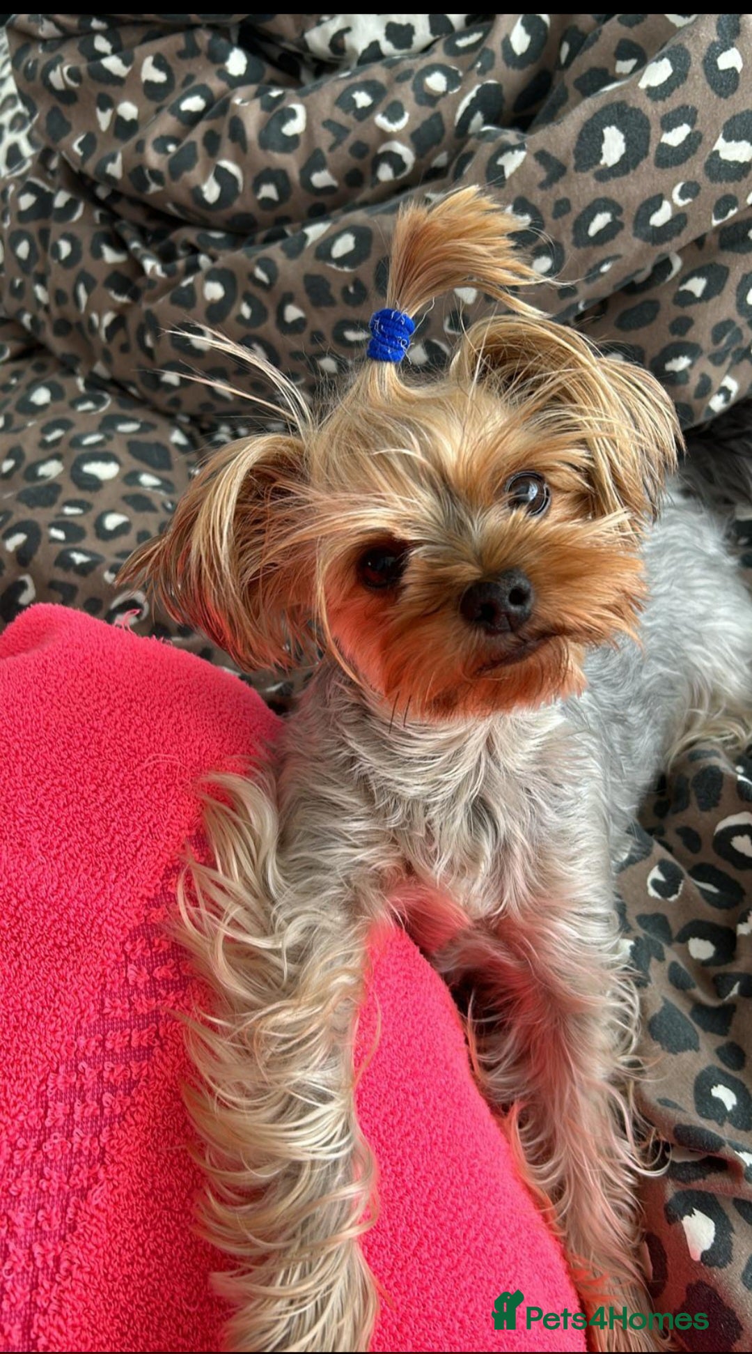 Yorkshire Terrier dogs for sale: YORKSHIRE Terrier Puppy  - Advert 8