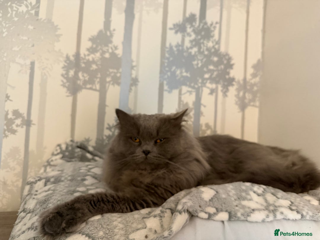 British Longhair cats for sale: Two male British Longhairs (Siblings) - Advert 8