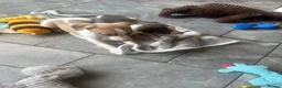 Whippet dogs for sale: KC reg whippets  - Advert 5