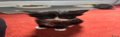 Domestic Shorthair Kitten 1