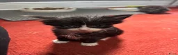 Domestic Shorthair cats for sale: Sweet Little Kittens Looking for New Loving Homes in Birmingham - Advert 12